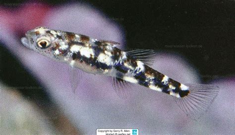 Pandaka pygmaea .